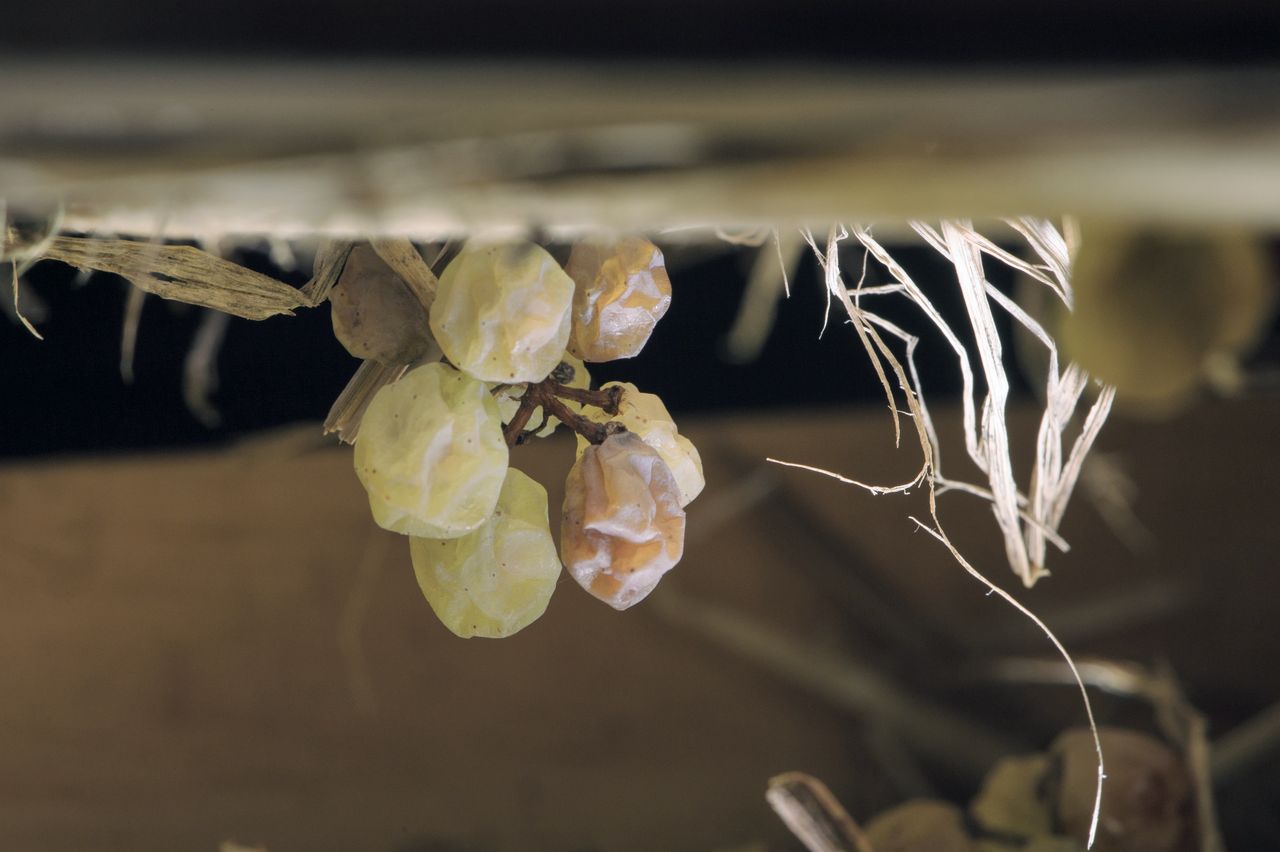 Vignoble Technique Vin de paille VDP-0028